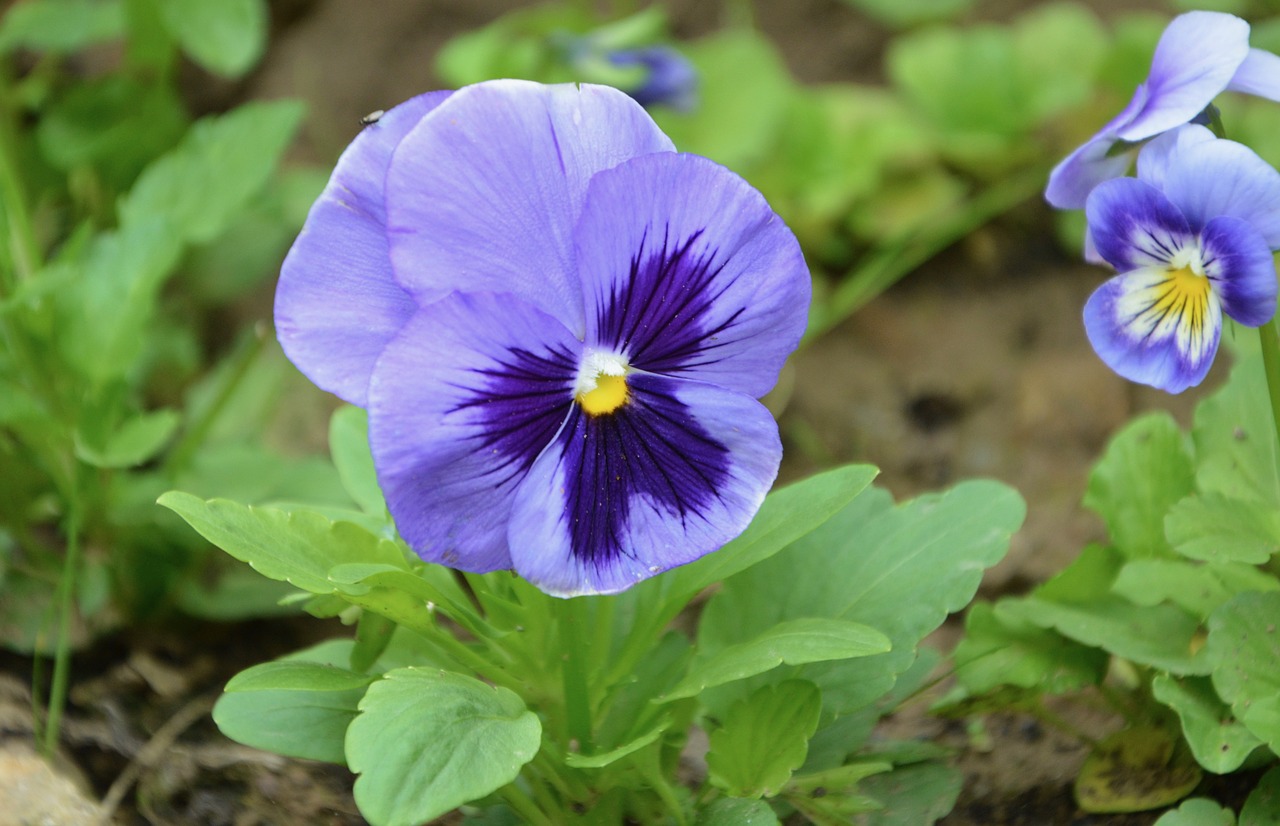 Image - flowers thought blue violet garden