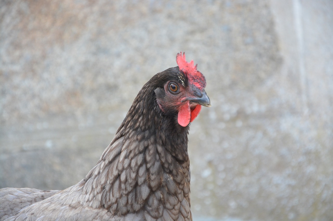 Image - laying hen gray profile head