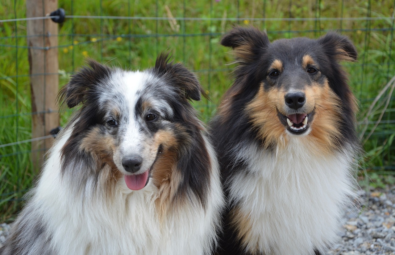 Image - dogs shepherd shetland couple