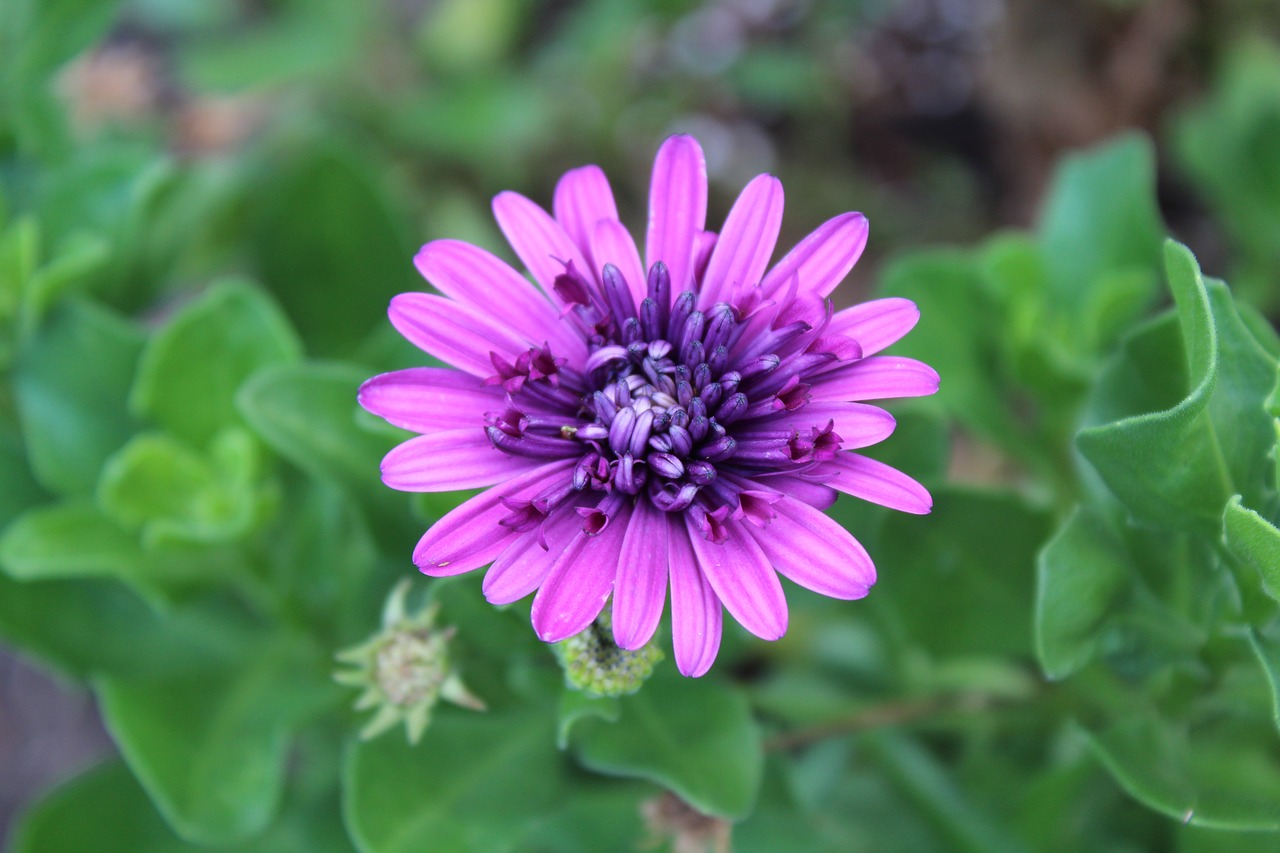 Image - purple flower close up shot flower