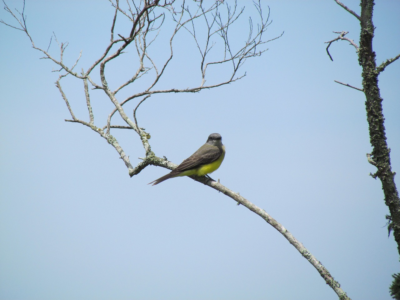 Image - birds of florianópolis brazil