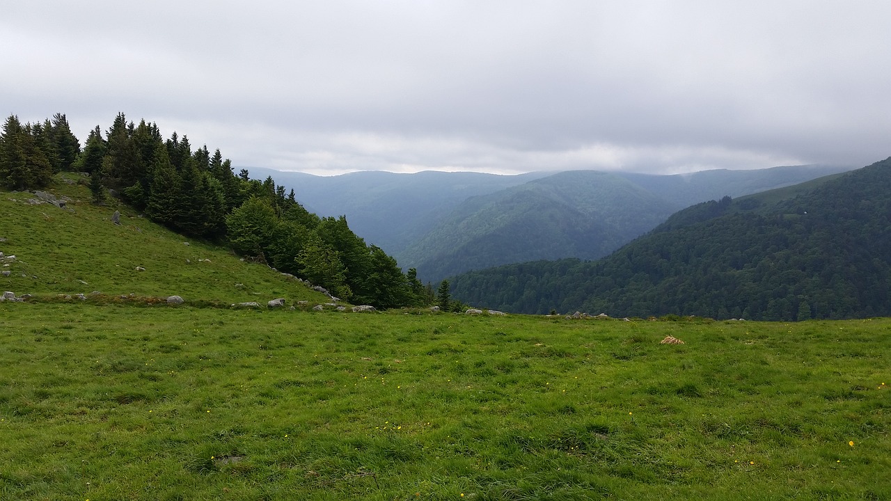 Image - vosges summit france alsace trees