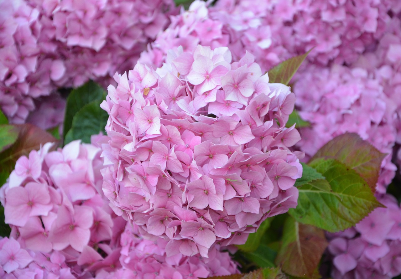 Image - flowers hydrangea pink brittany