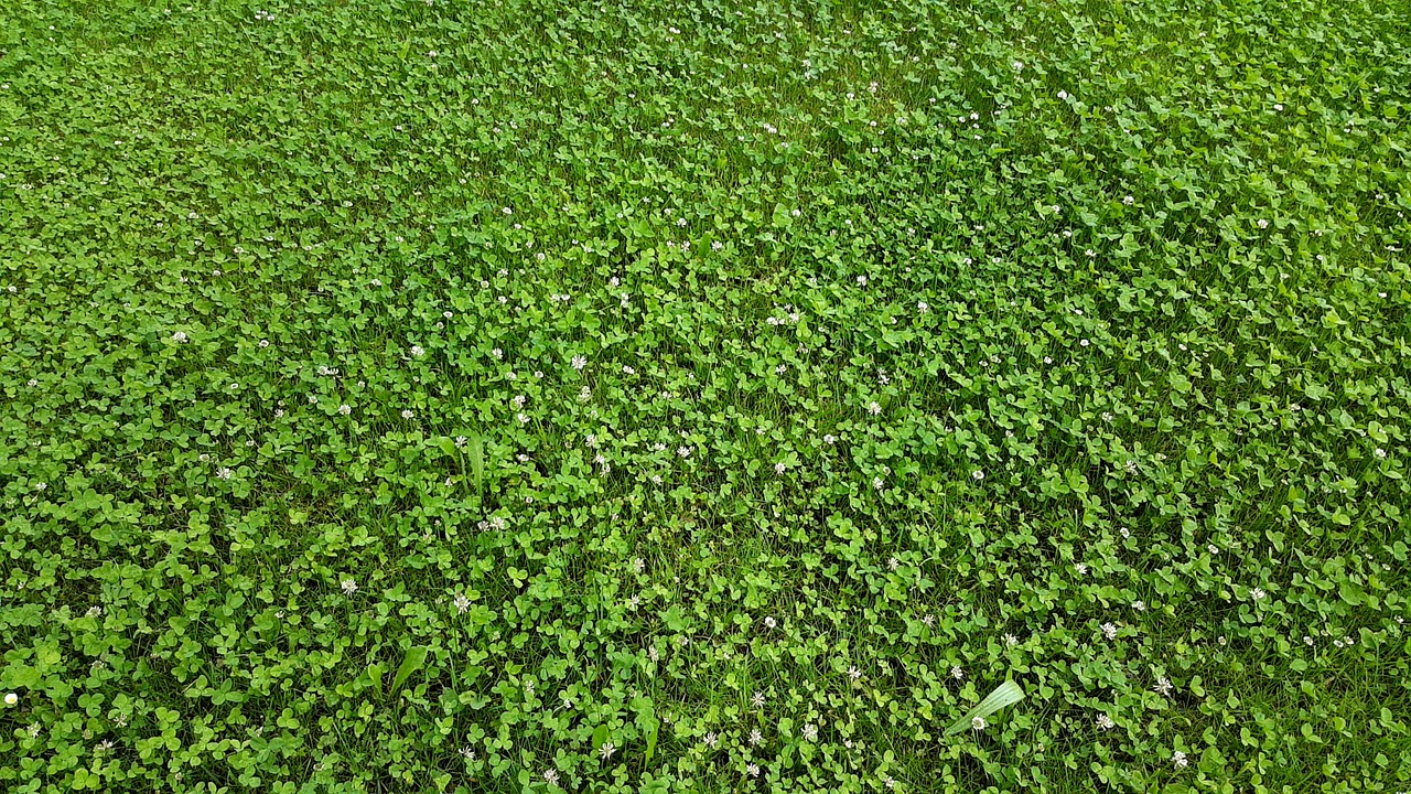 Image - green field grass nature summer