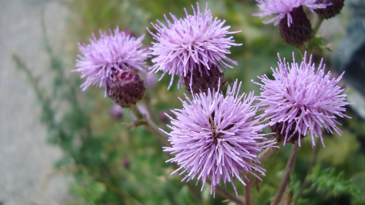 Image - serene purple flower wild nature