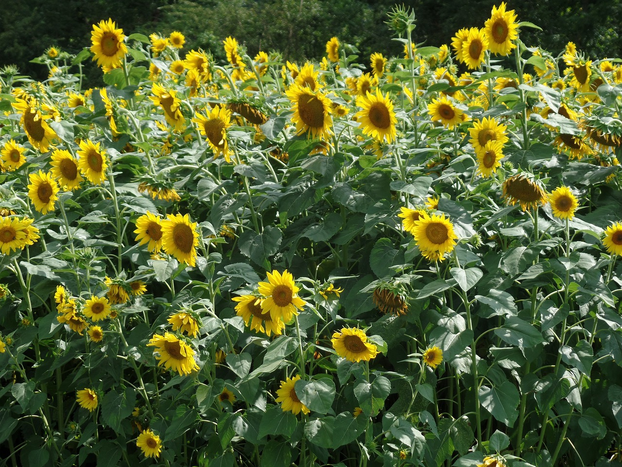 Image - sunflower flower summer nature