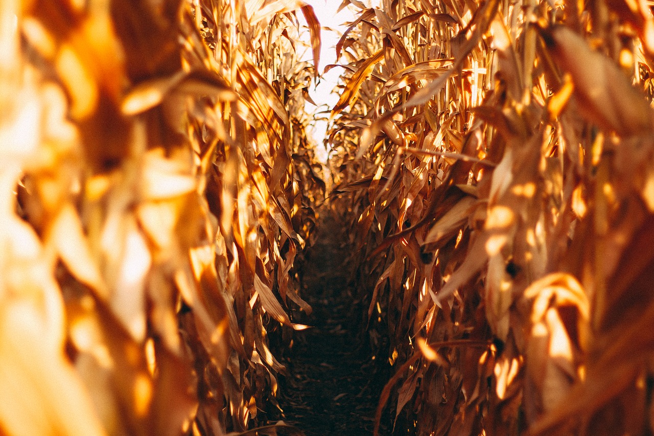 Image - corn field nature field corn