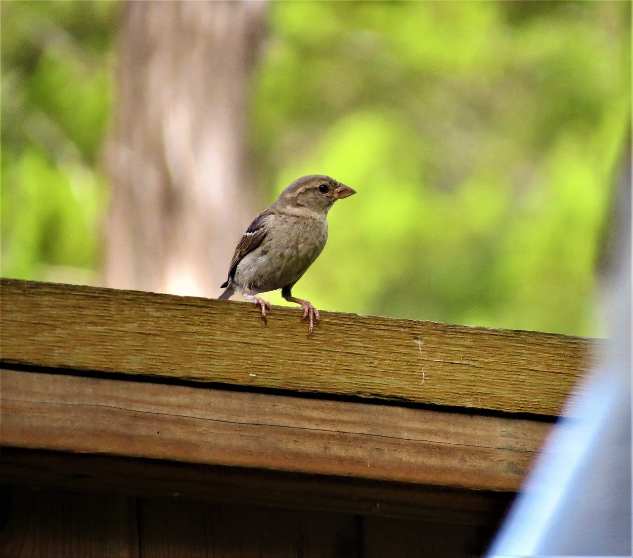 Image - bird tiny cute wildlife