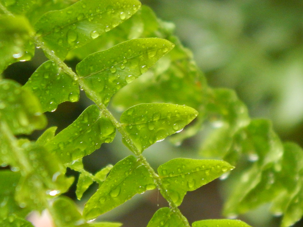 Image - fern wet drops rain