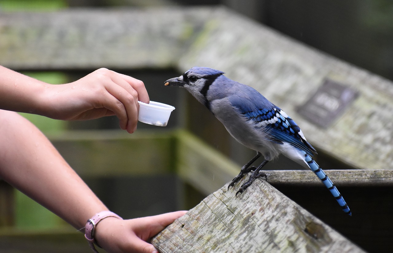 Image - bluejay blue jay bird nature