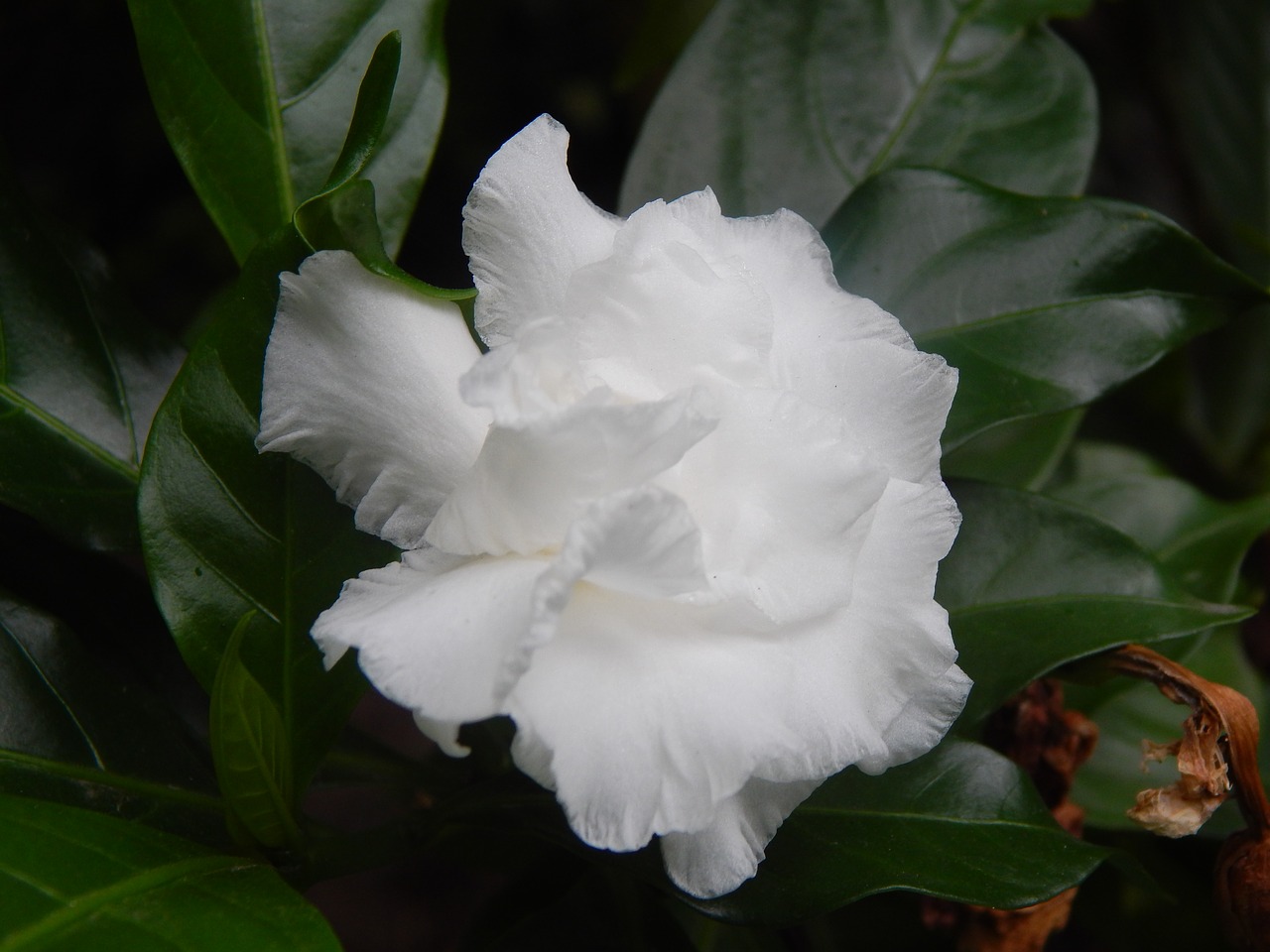 Image - gardenia flower white white petals