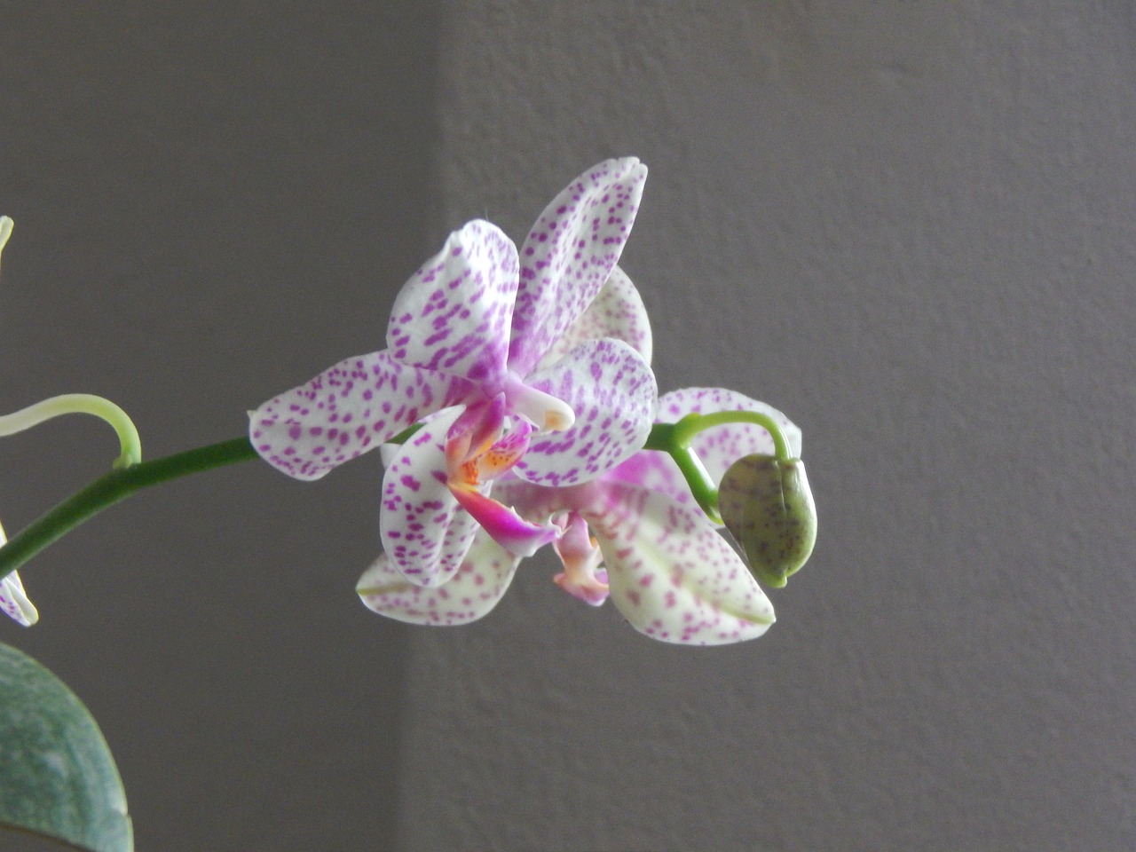 Image - orchid grain spotted lilac