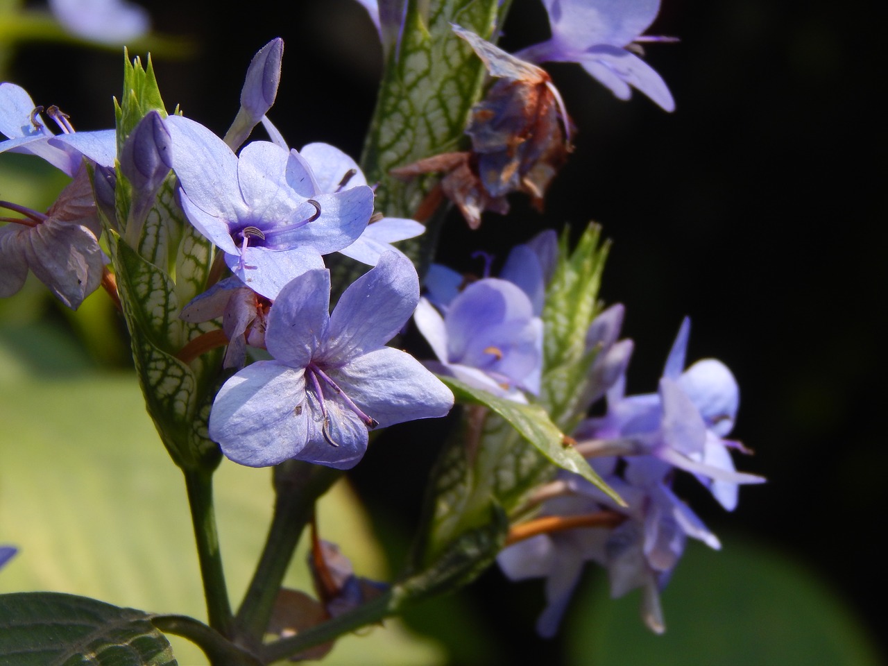 Image - flowers blue lilacs corsage