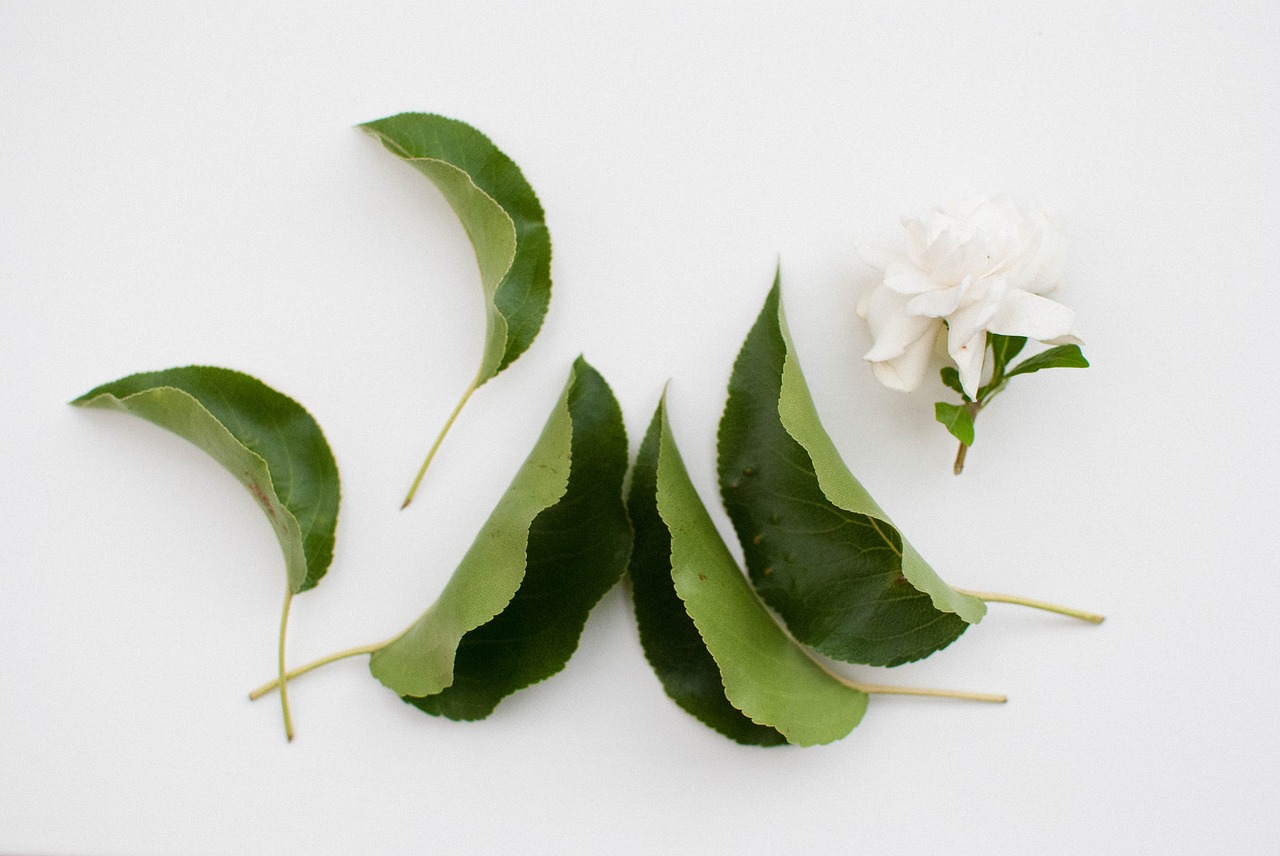 Image - flower leaf sunny nature plant