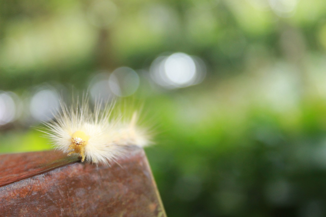 Image - caterpillar animal nature macro