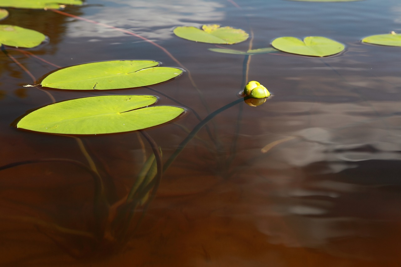 Image - yellow water lily ulpukan bud lake