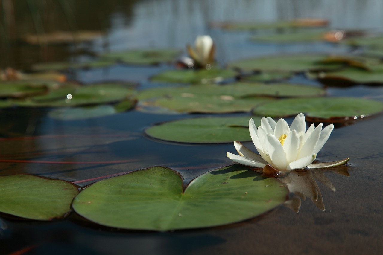 Image - water lily flower water lily leaf