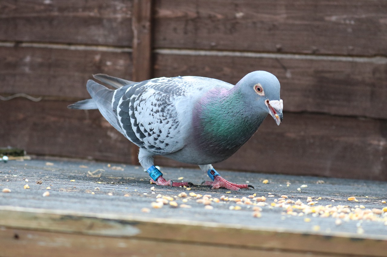 Image - pigeon racing bird corn fly