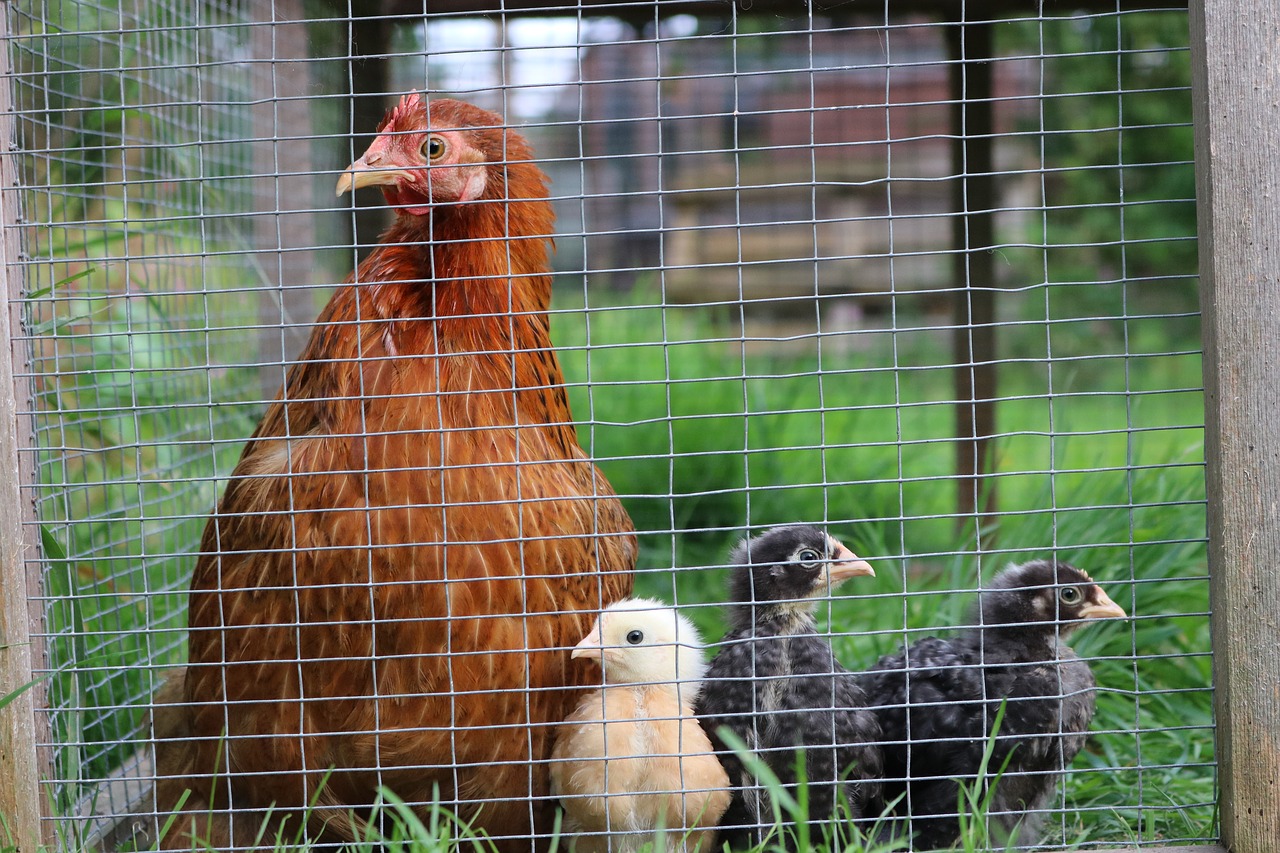 Image - pekin chicken hen bird bantam