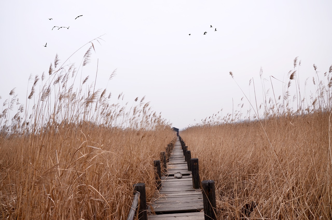 Image - chen bridge the yellow river wetland