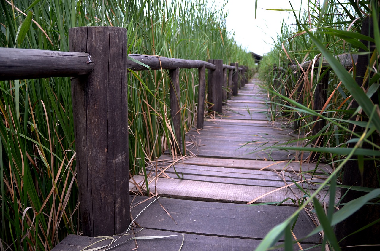 Image - henan xinxiang chen bridge wetlands