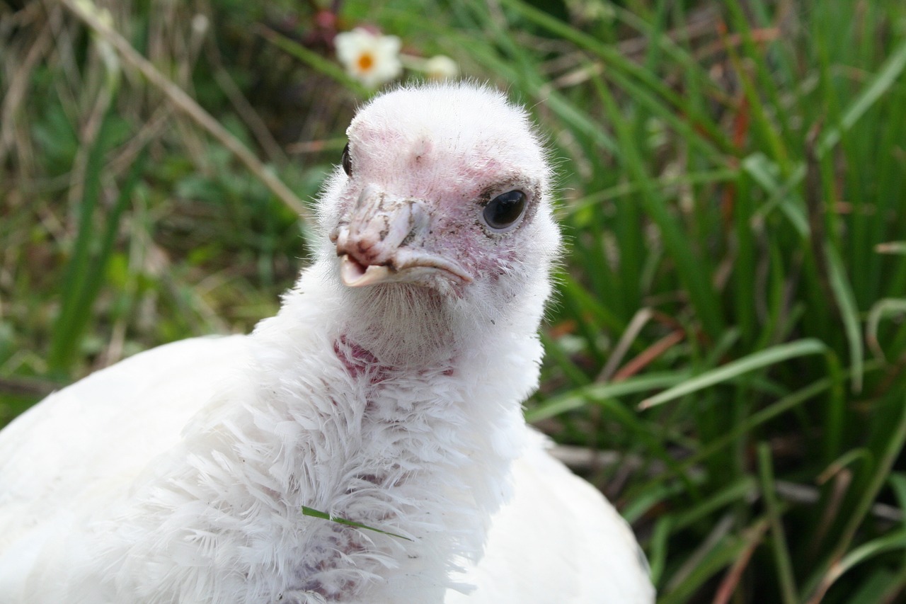 Image - turkey hen white bird farm