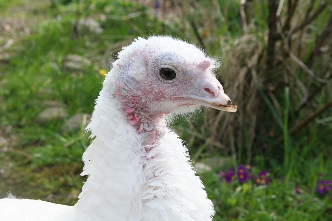 Image - turkey hen white bird farm