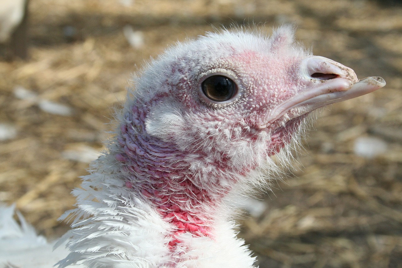 Image - turkey hen white bird farm