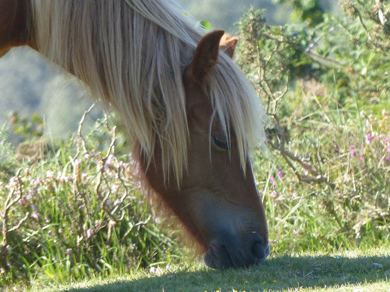 Image - horse head horse head mane horses