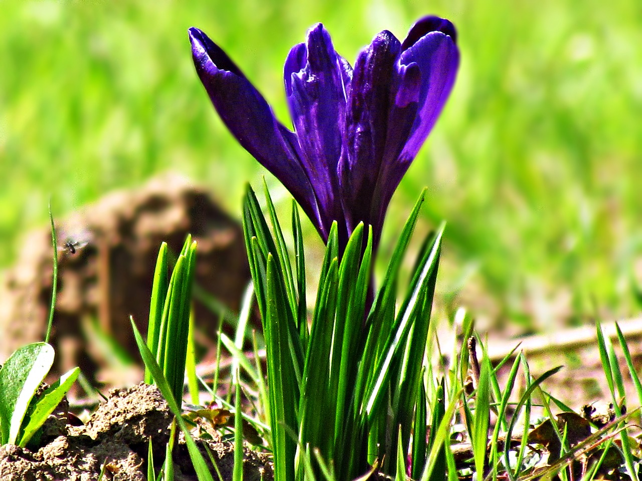 Image - flower krokus spring nature