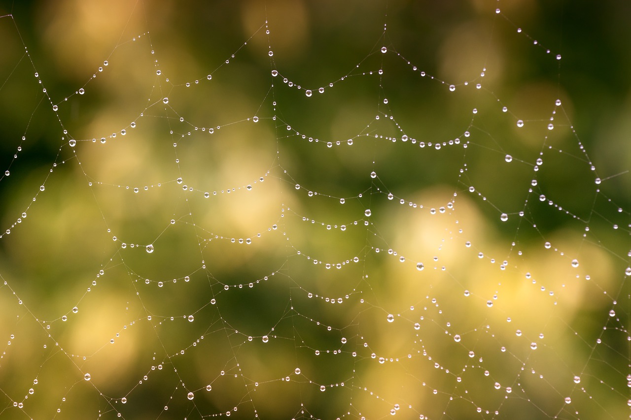 Image - network spider cobweb rain drip