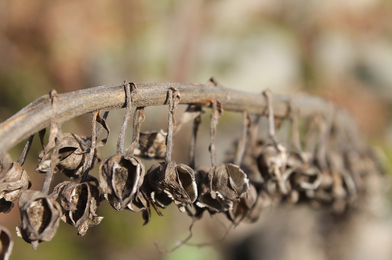 Image - plant bells nature drought death