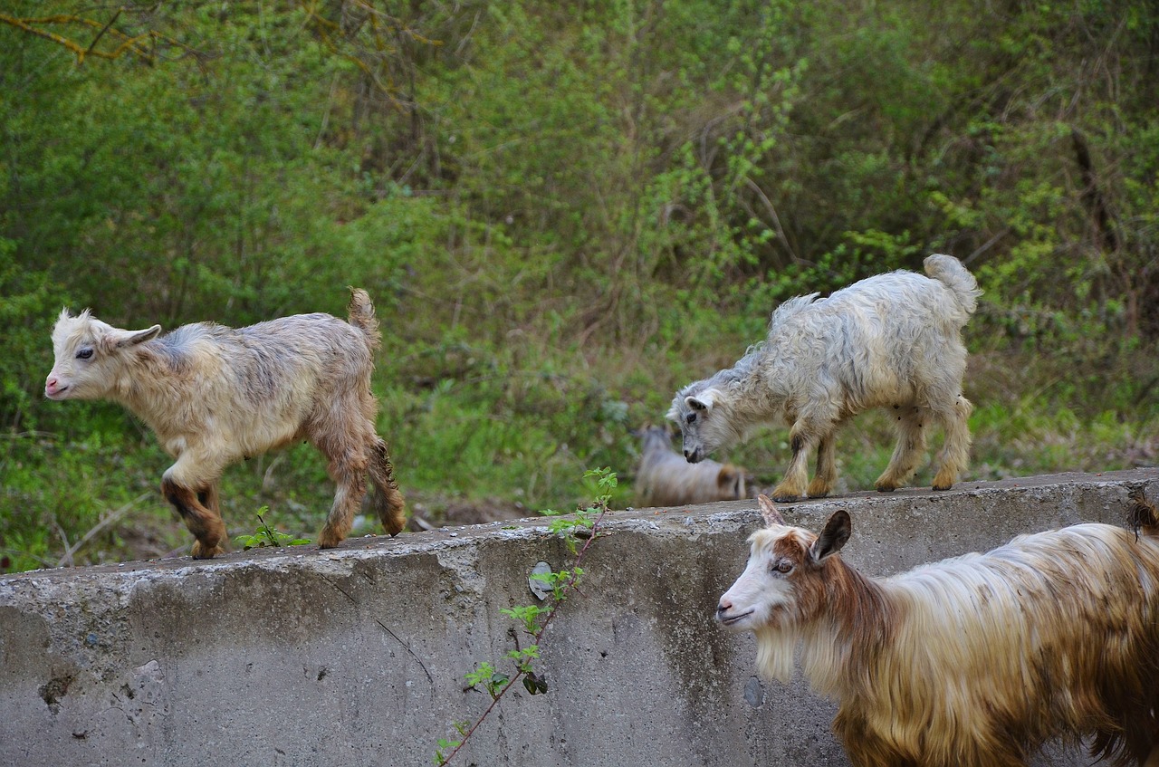 Image - goat goats animal farm nature