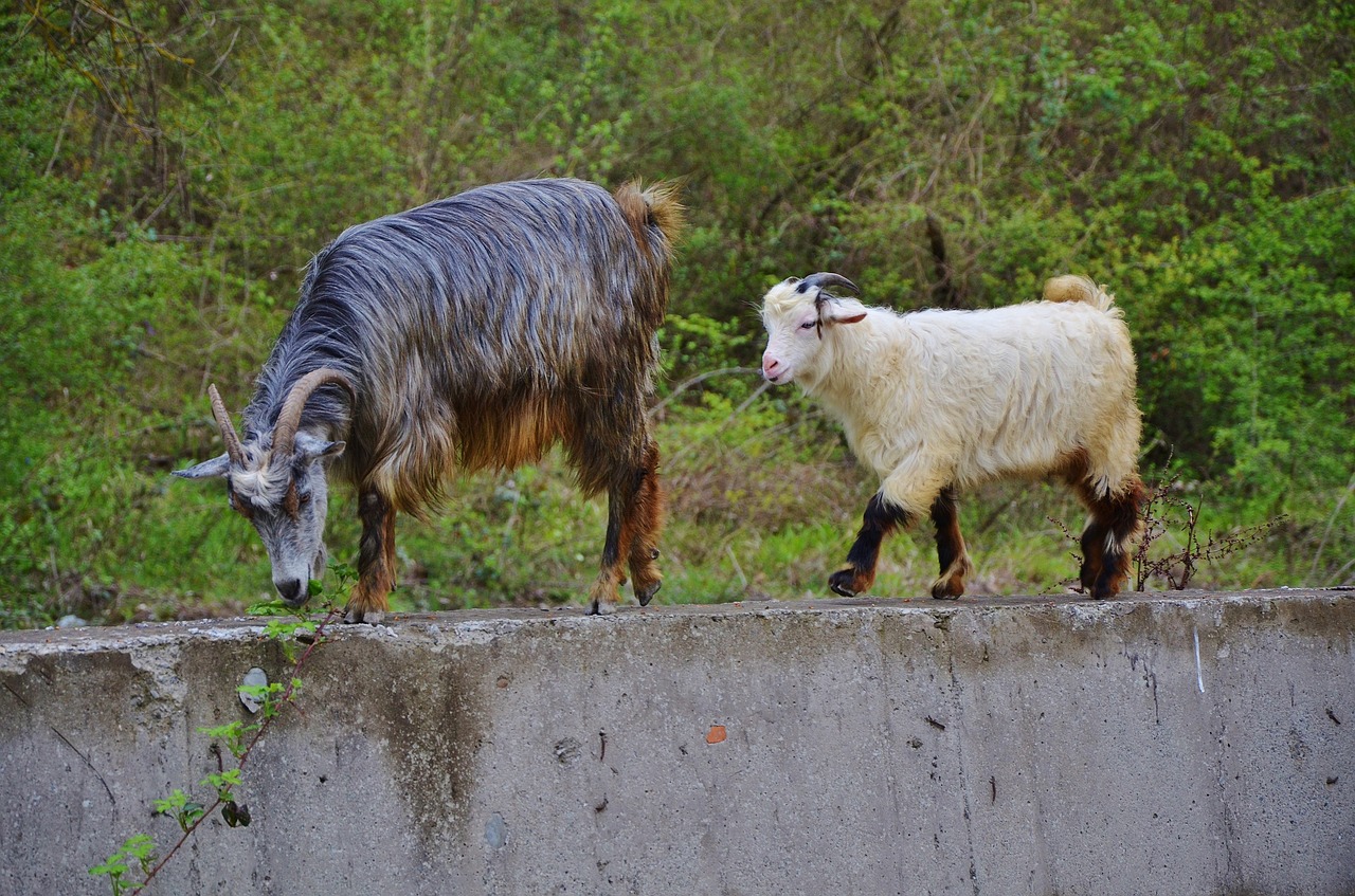 Image - goat goats animal farm nature