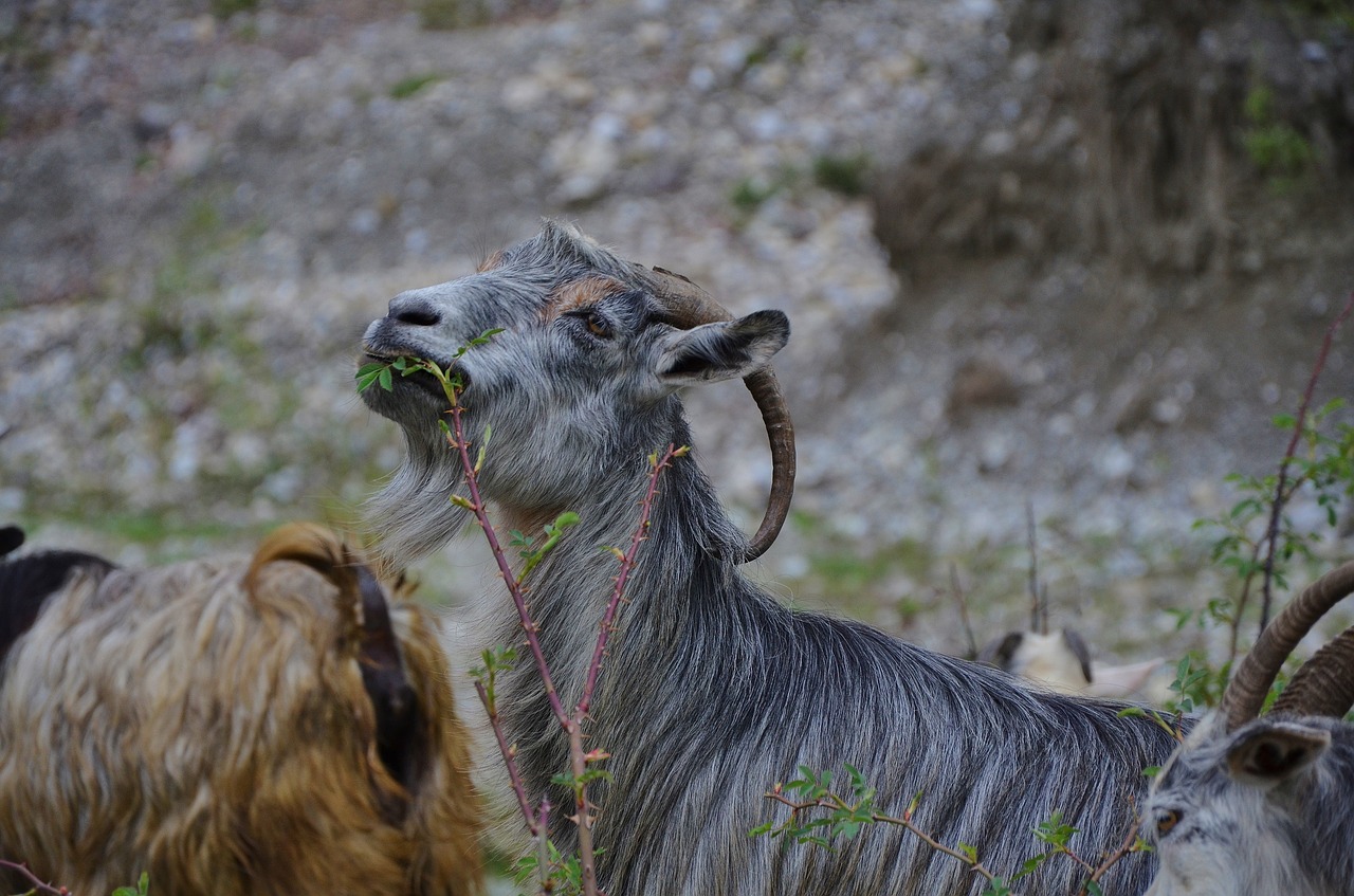 Image - goat goats animal farm nature