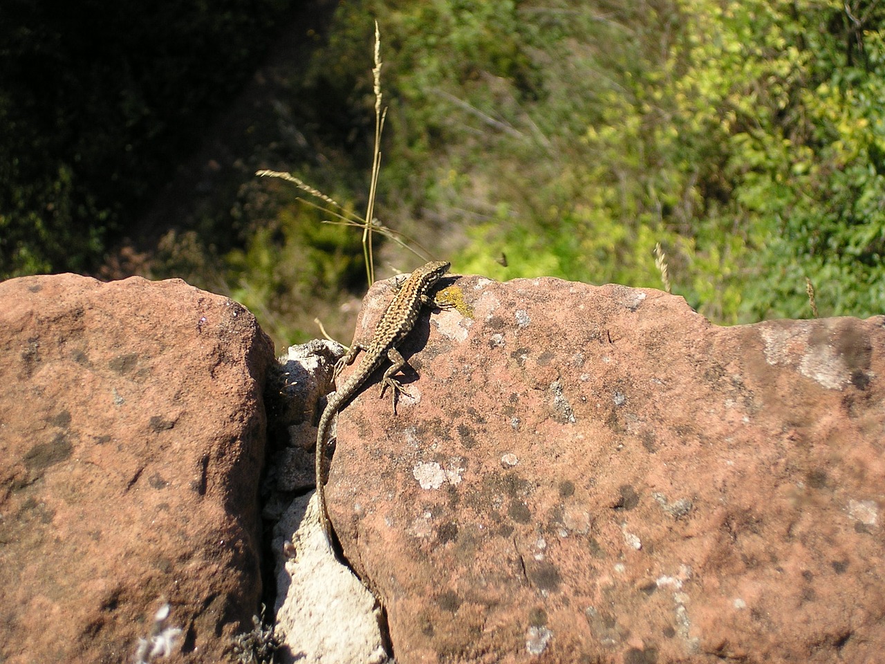 Image - lizard nature animal stone walls