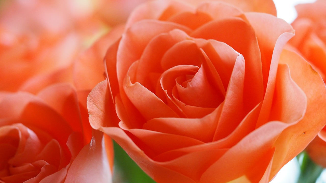 Image - rose flower orange peach colored