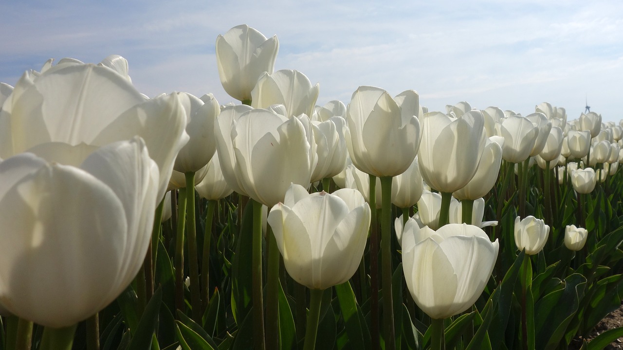 Image - tulips white tulip fields