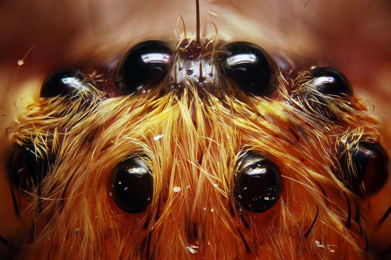 Image - spider insect 8 eyes macro