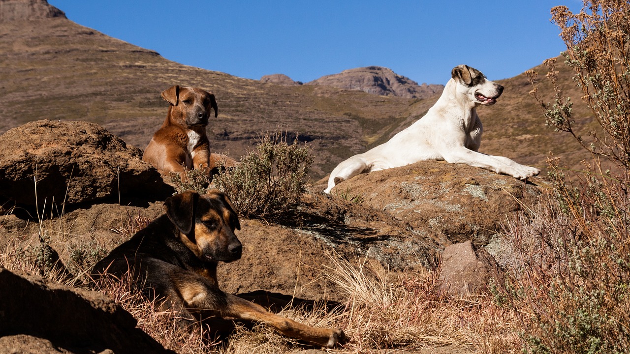 Image - mountains dogs plants