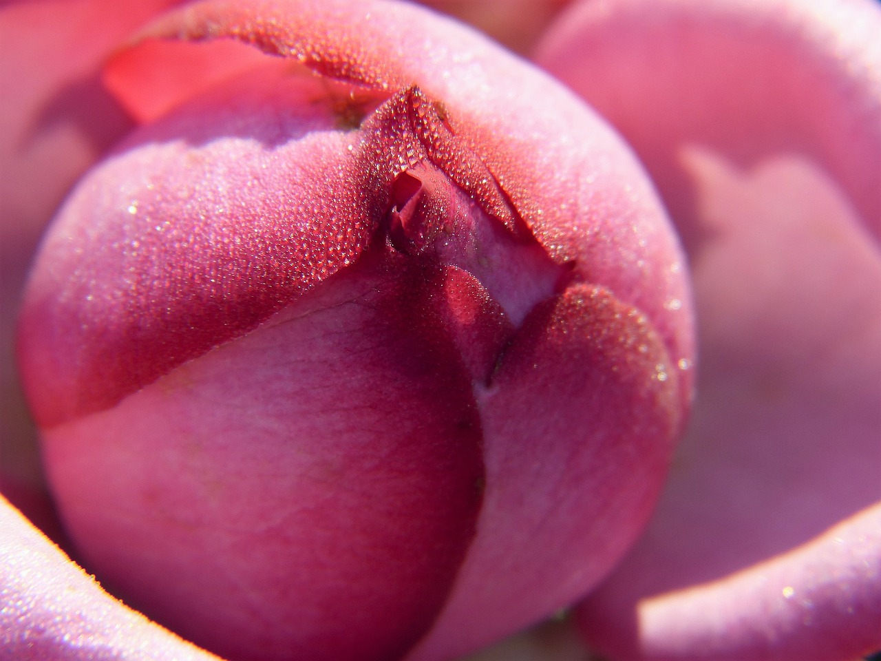 Image - rose blossom bloom bud rosebud