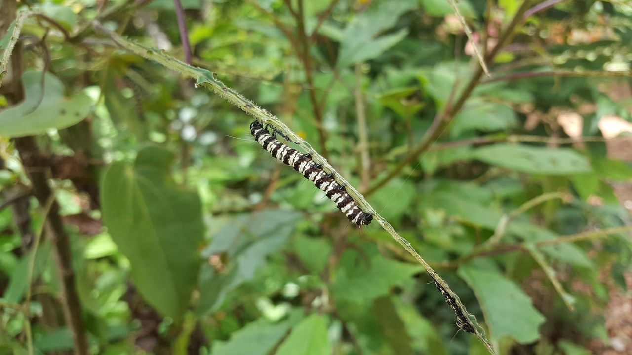 Image - worm insect green nature plant