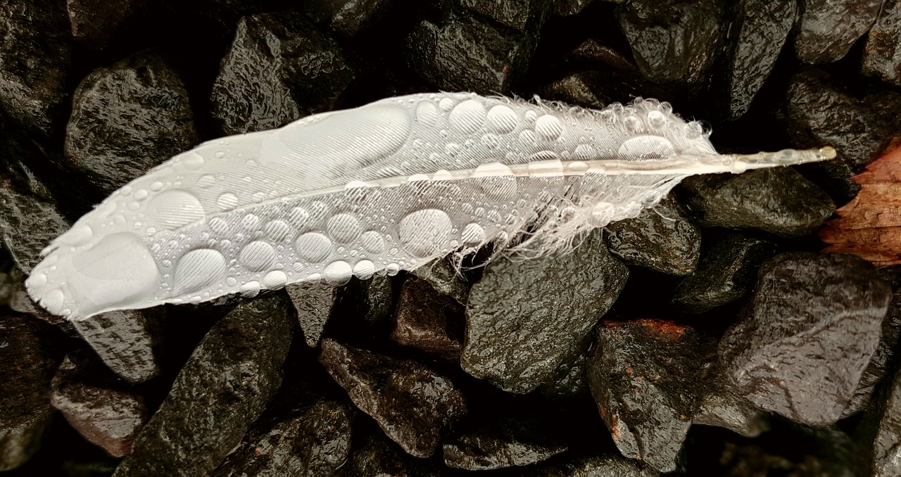 Image - feather bird feather bird