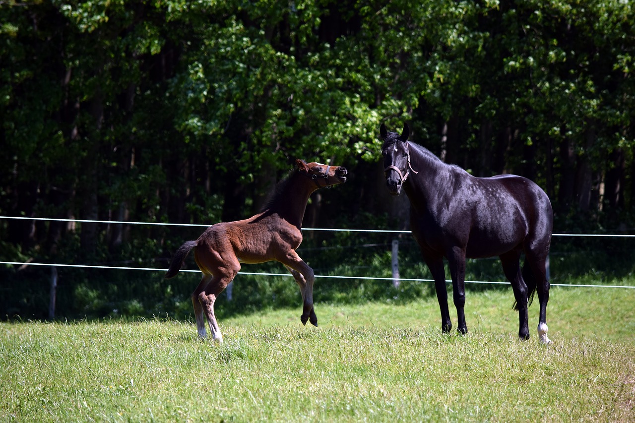 Image - horse foal pasture animal