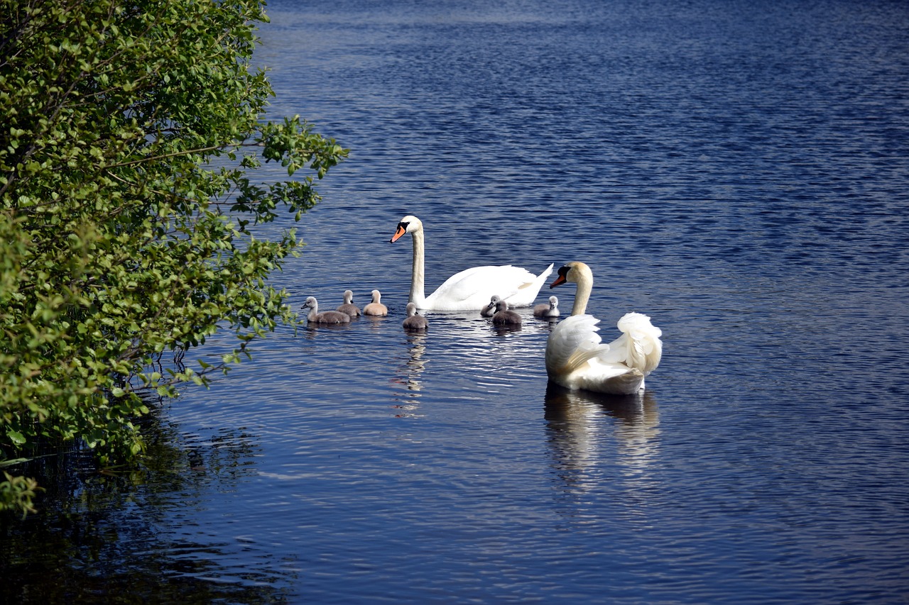 Image - lake swan swans water white swan