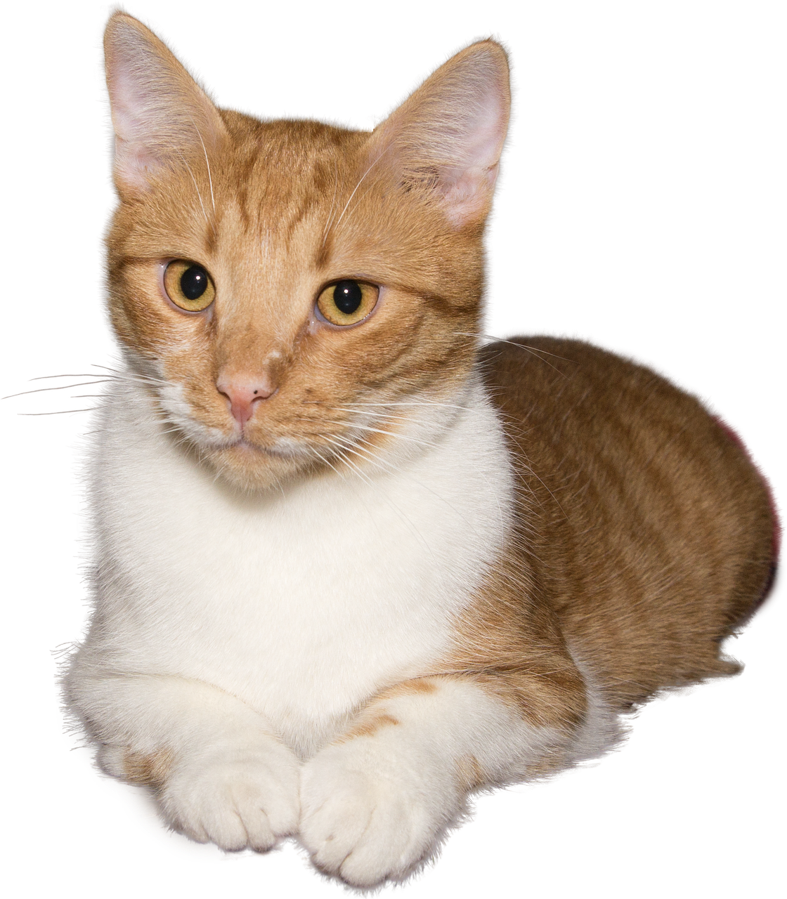 Image - cat lying isolated red white