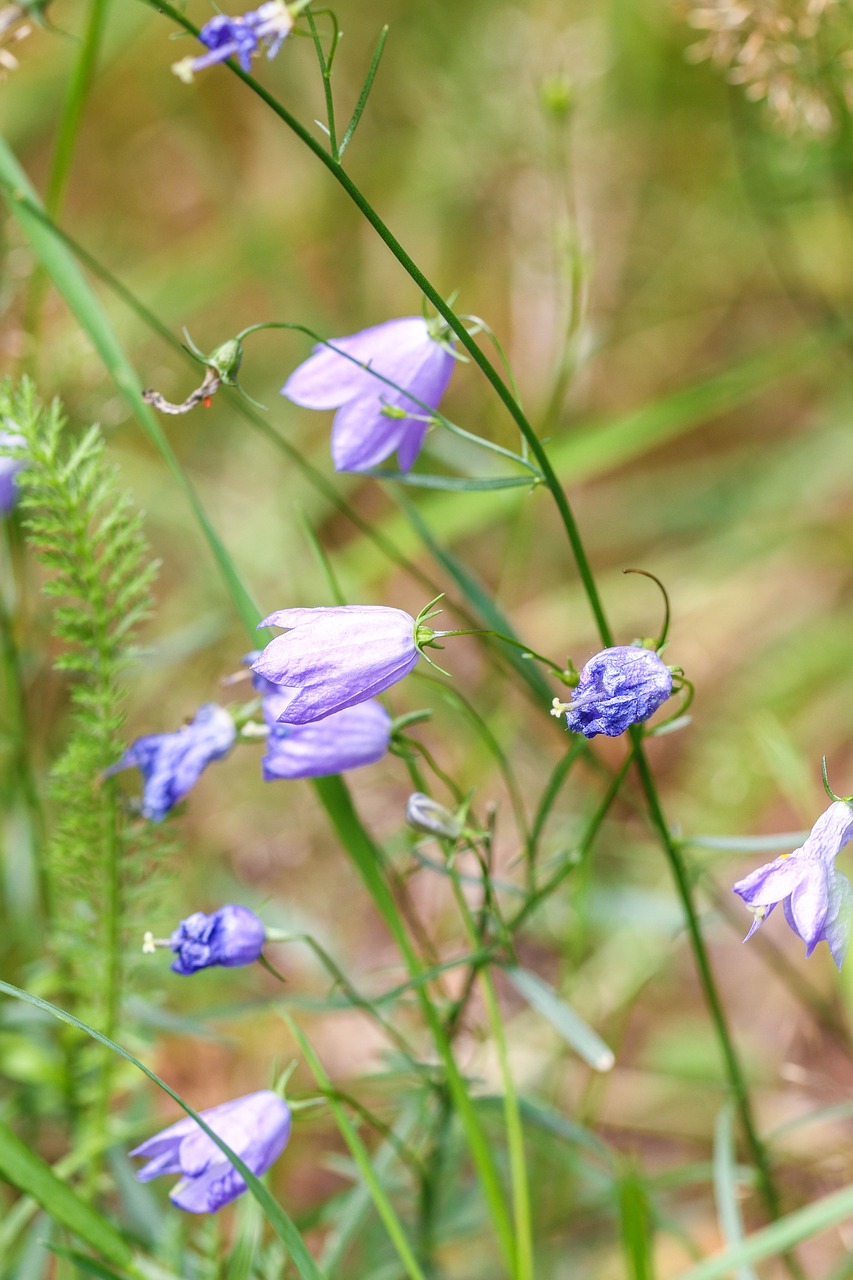 Image - bluebell bellflower nature blue