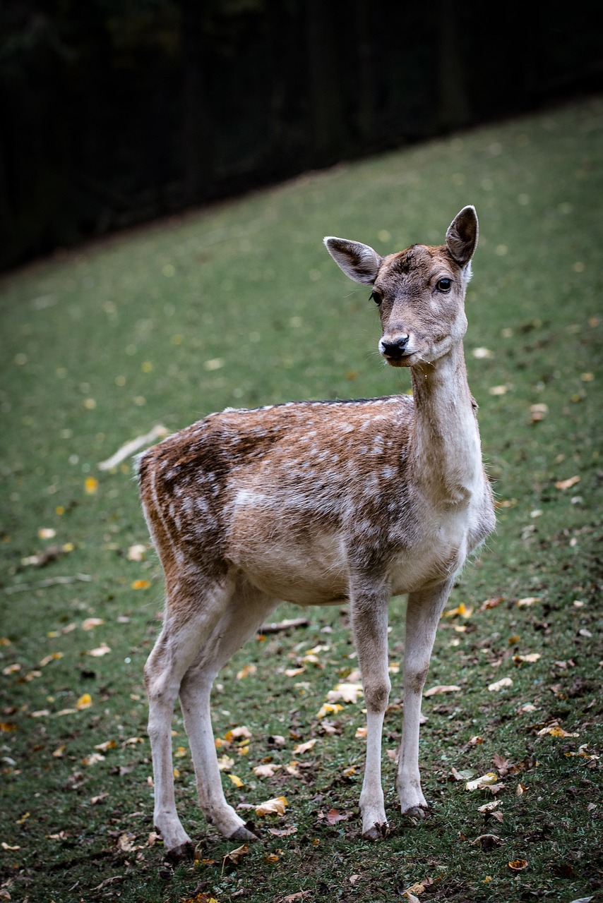 Image - nature roe deer forest fallow deer