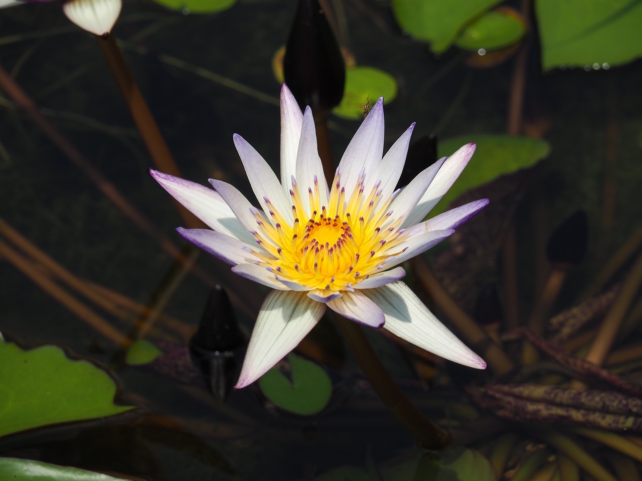 Image - pond purple nymphaea alba