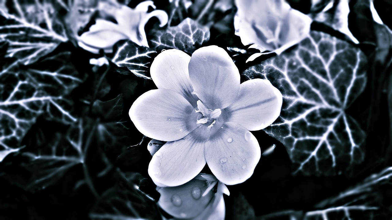 Image - flower biel the petals spring